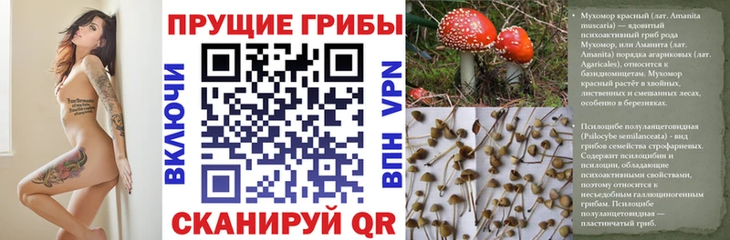 Галлюциногенные грибы прущие грибы  где найти   Княгинино 
